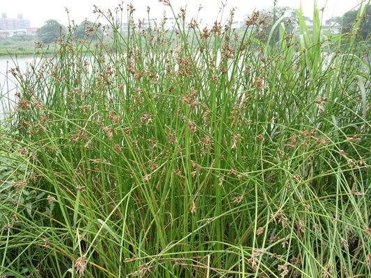 灯心草(Rush),学名:Juncus effusus L,是多年生草本水生植物,地下茎短,匍匐性,秆丛生直立,圆筒形,实心,茎基部具棕色,退化呈鳞片状鞘叶,穗状花序,顶生,在茎上呈假侧生状,基部苞片延伸呈茎状,花下具2枚小苞片,花被裂片6枚,雄蕊3枚,雌蕊柱头3分歧。褐黄色蒴果,卵形或椭圆形,种子黄色呈倒卵形。喜湿润环境,耐寒,忌干旱。对土壤条件要求不严,但宜选潮湿、肥沃疏松地栽培。灯心草也是药用植物,其茎髓或全草入药具有清热、利水渗湿之功效,能治淋病,水肿,心烦不寐,喉痹,创伤等症,药用作用非常多。